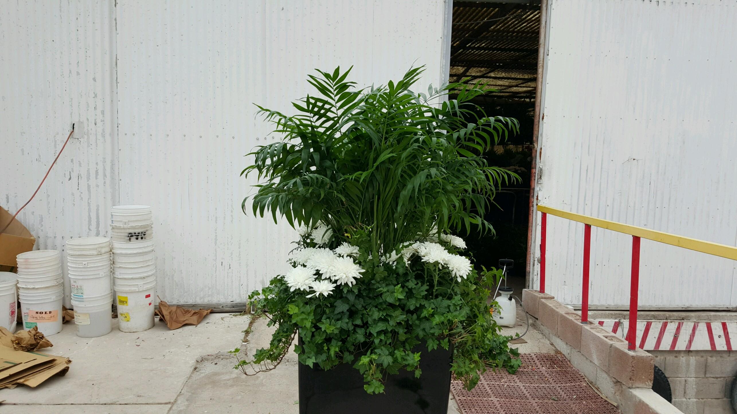 Medium sized potted plant