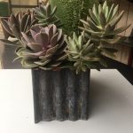 Medium Succulent arrangement