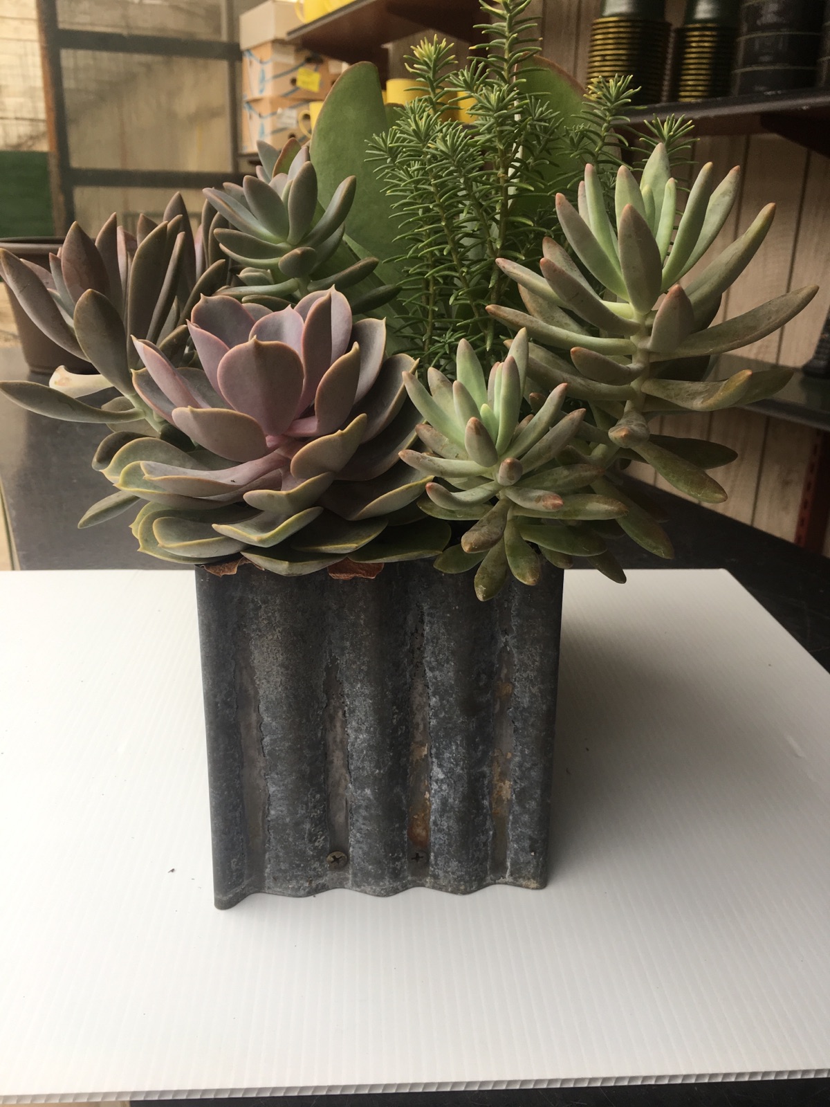 Medium Succulent arrangement