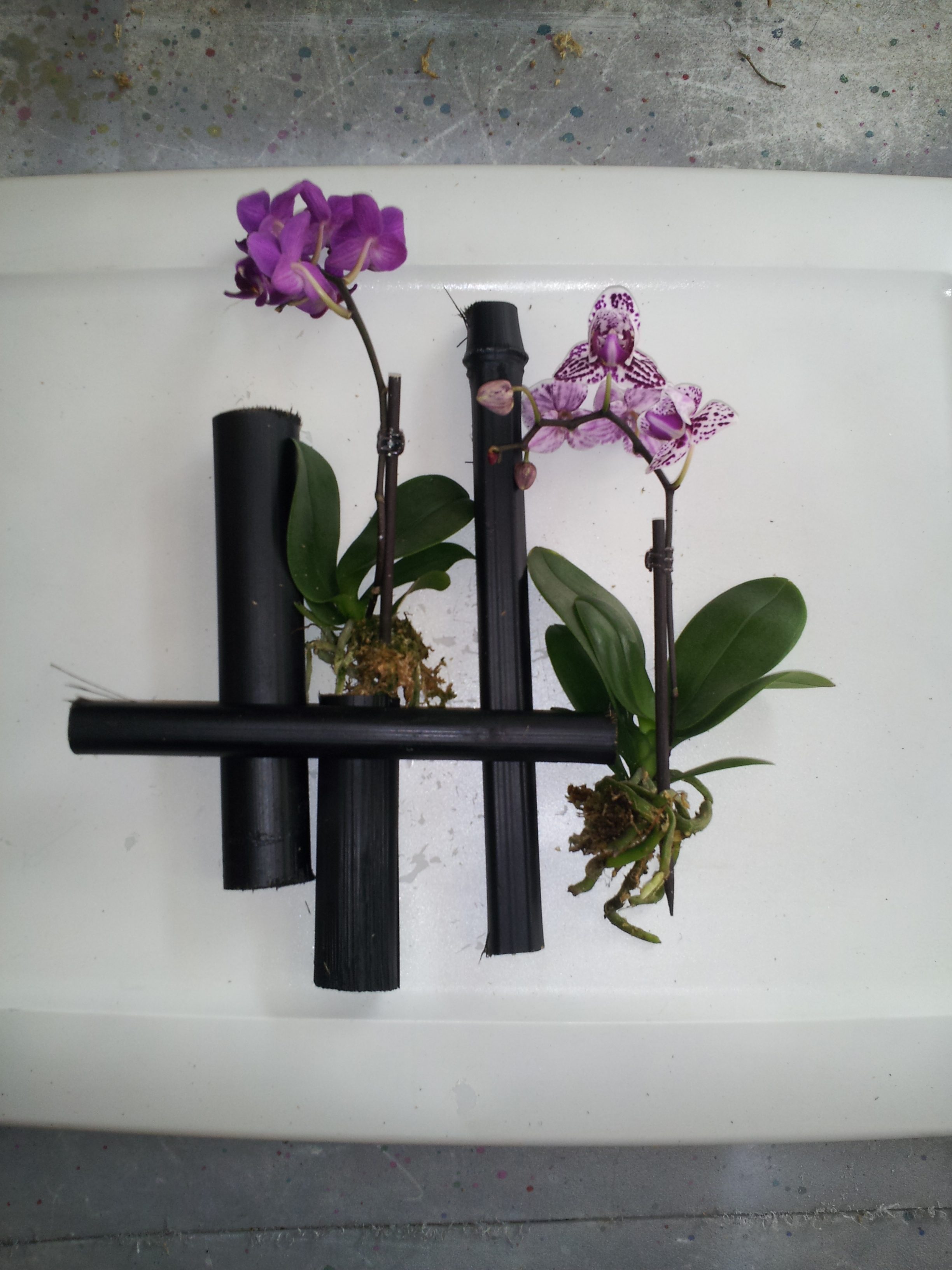 Orchid and black bamboo