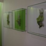 Plants in glass cases on the wall