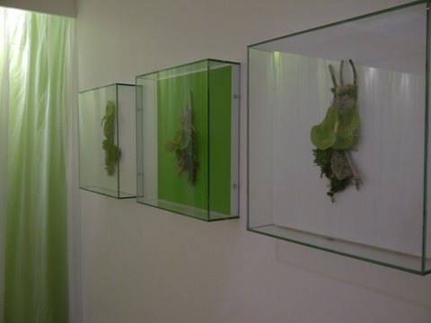 Plants in glass cases on the wall