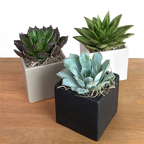 Single potted succulents