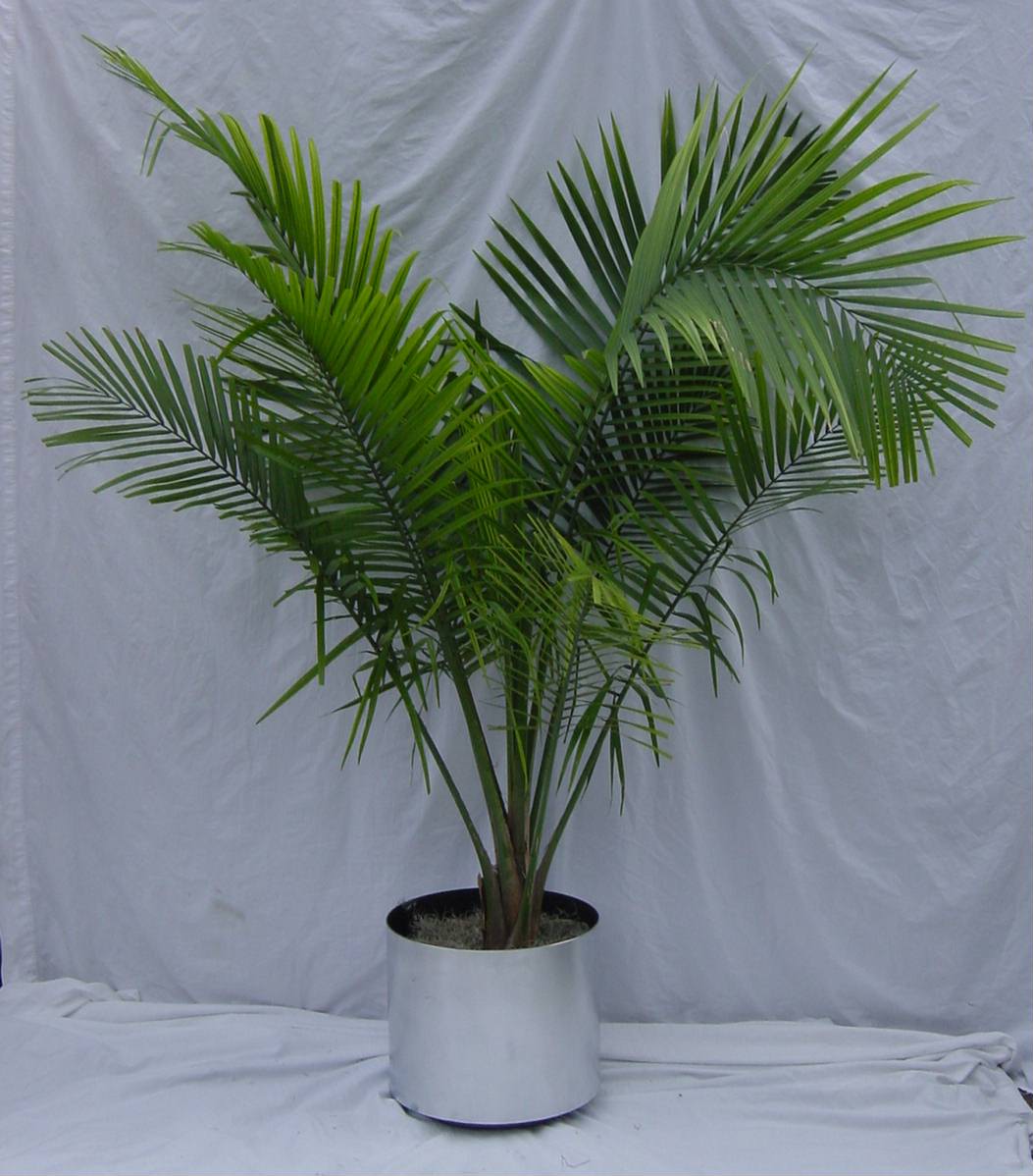 6 foot palm tree