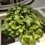 Leafy green plant